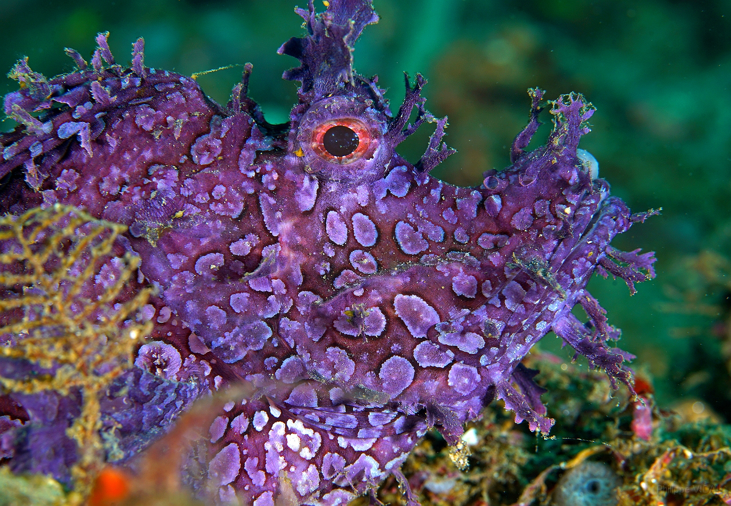 Banda Sea 2018 - DSC05475_rc - Weedy scorpionfish - poisson scorpion feuillu - Rhinopias frondosa.jpg